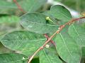 Long Stalked Leaf-Flower