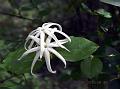 Long-Bud Jasmine