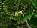 Long-Leaf Cordia