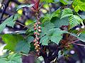 Long-Leaf-Stalk Gooseberry