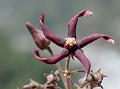 Long-Petal Swallow-Wort