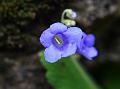 Long-Scape Stone Flower