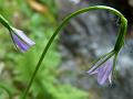 Long-Sepal Bellflower