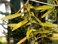 Long-Sepal Bulb-Leaf Orchid