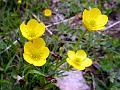 Long-Stem Buttercup