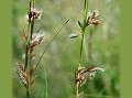 Loonder Grass