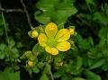 Loosestrife Saxifrage