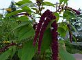 Love Lies Bleeding