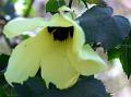 Lunaria-Leaf Hibiscus