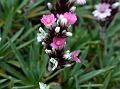 Lycopodium Prickly Thrift