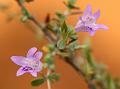 Madurai Snakeherb