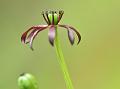 Magnificent Grass Lily
