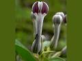 Maharashtra Ceropegia