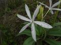 Maharashtra Crinum Lily