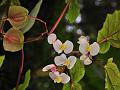 Malabar Begonia