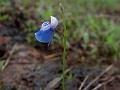 Malabar Bladderwort