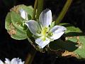 Malabar Bluish Swertia