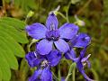 Malabar Delphinium