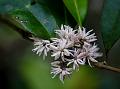 Malabar Fringe Tree