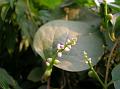 Malabar Spinach