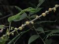 Malabar Tree Nettle