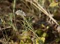 Mangrove Grass