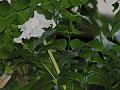 Mangrove Trumpet Tree