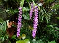 Many Flowered Fox Brush Orchid