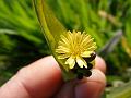 Many-Flowered Ixeris