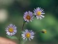 Many-Stemmed Himalayan Fleabane