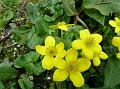 Marsh Marigold