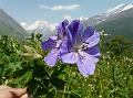 Meadow Geranium