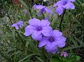 Mexican Petunia