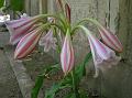 Milk and Wine Lily