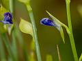 Milkwort Bladderwort