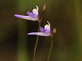 Minute Bladderwort