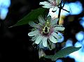 Moon-Leaf Passion Flower