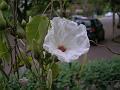 Morning Glory Tree