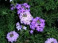 Moss Verbena