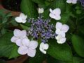 Mountain Hydrangea