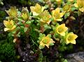 Mountain Sedum