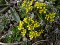 Mountain Whitlow Grass