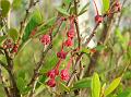 Mousetail Plant