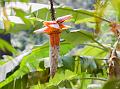 Nagaland Banana