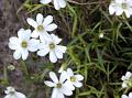 Narrow-Leaf Chickweed