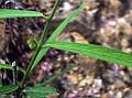 Narrow-Leaf Climbing Nettle