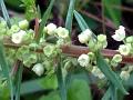 Narrow-Leaf Pouzolz's Bush