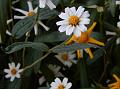 Narrow-Leaf Zinnia