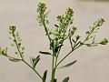 Narrow-Leaved Peppergrass