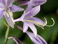 Narrow-Leaved Plantain Lily